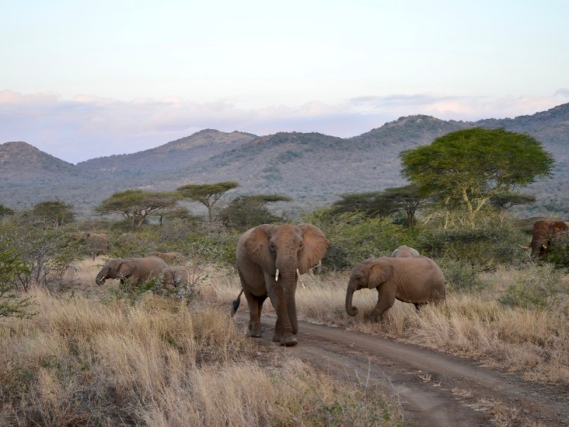 5 essential tips for a green safari in&nbsp;Africa