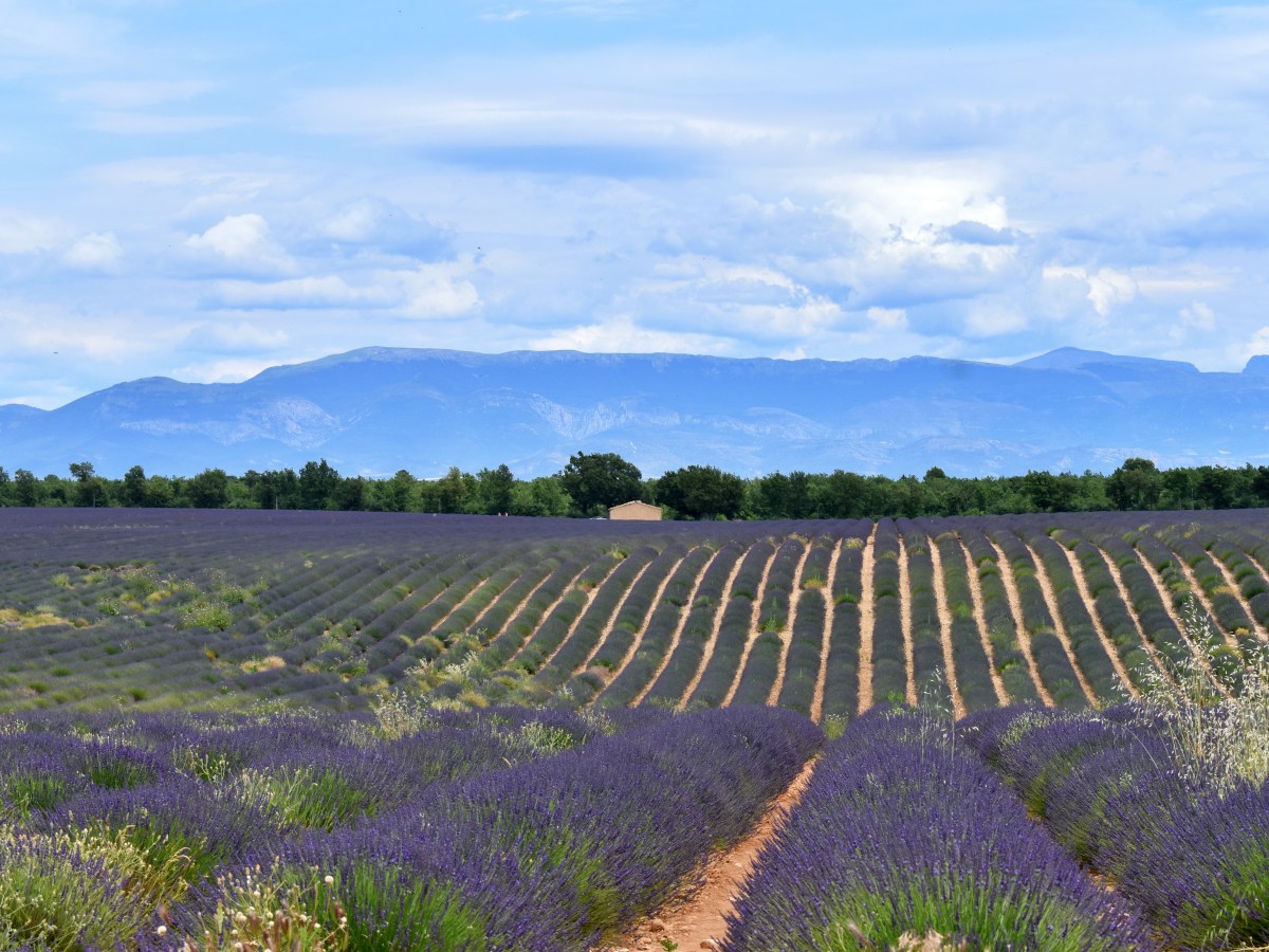 La Belle Provence – a guide to the land of&nbsp;lavender