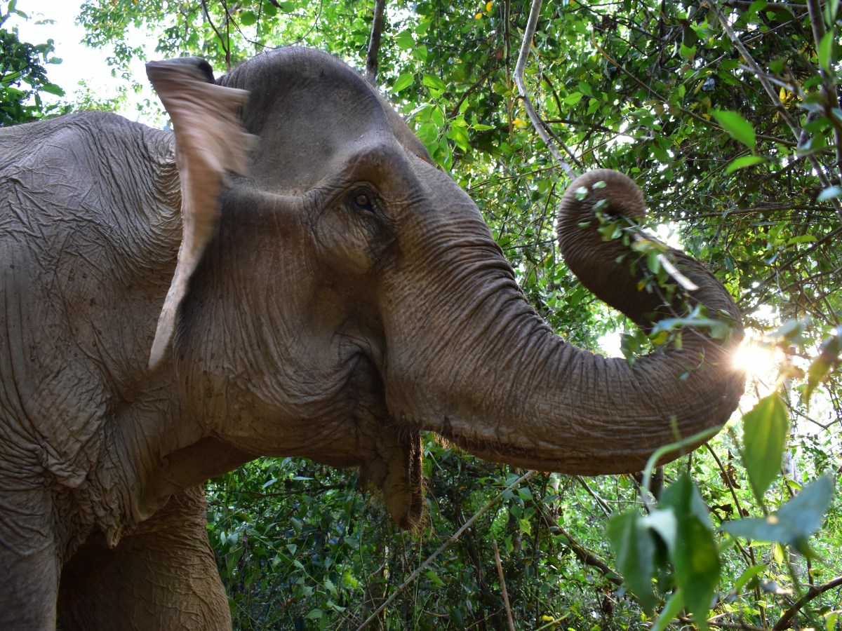 The land of one million&nbsp;elephants