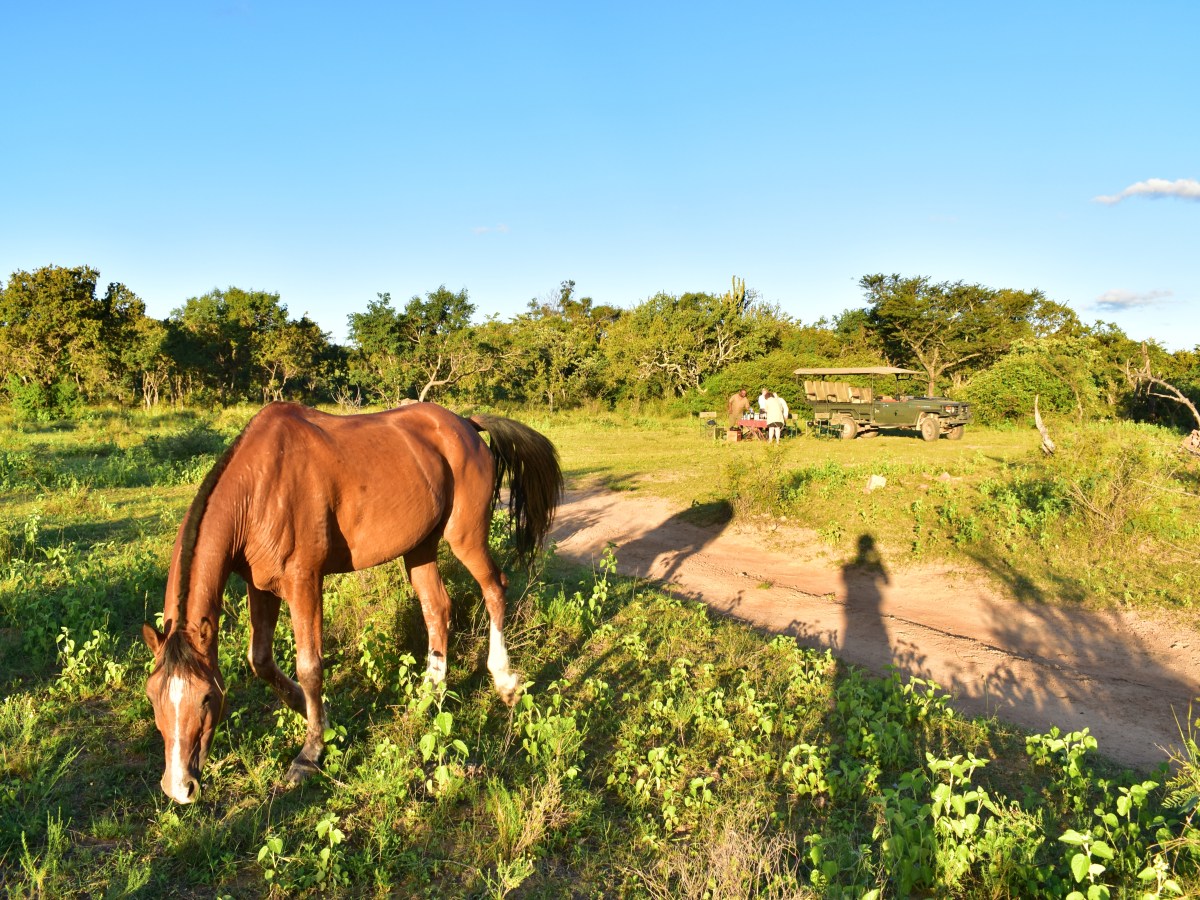 Ant’s Hill – an unforgettable blend of horse adventures, luxury, and&nbsp;wildlife