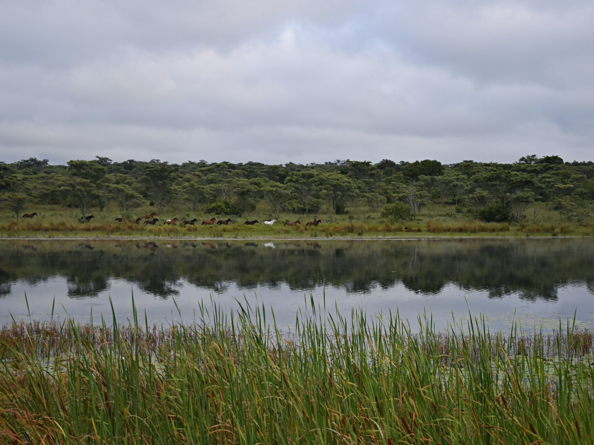 Horizon Horseback Lodge – A Equestrian Heaven in&nbsp;Waterberg